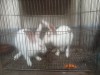 নিউজিল্যান্ড জাতের সাদা খরগোশ (Rabbits)